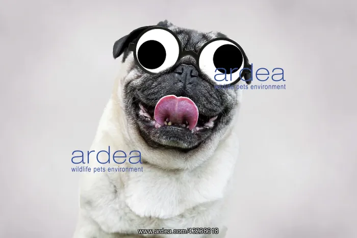: Dog - Chinese Pug - sticking tongue out : Dog - Chinese Pug - sticking tongue out