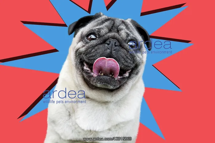 : Dog - Chinese Pug - sticking tongue out. Digital : Dog - Chinese Pug - sticking tongue out. Digital