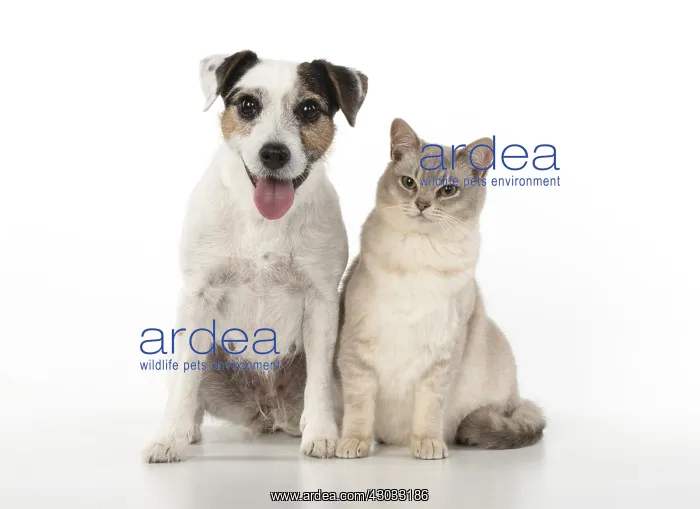  : DOG. Choc Burmilla cat with Parson Jack Russell
