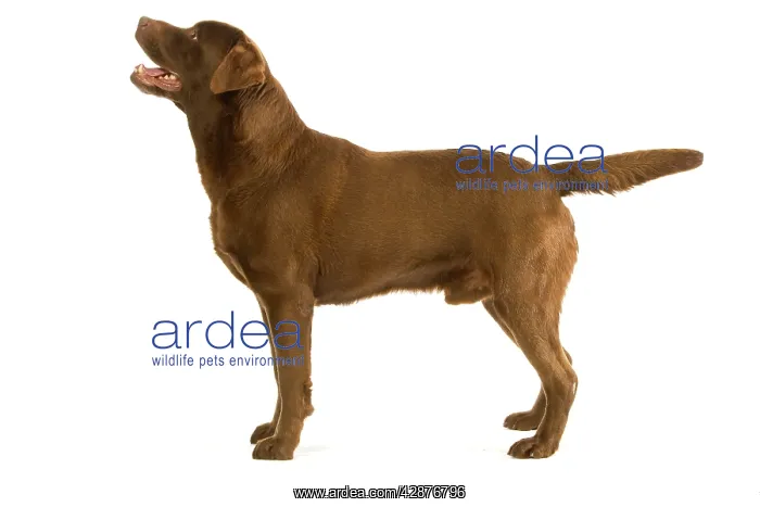  : Dog - Chocolate Labrador