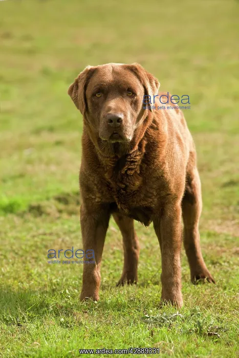  : Dog - Chocolate Labrador