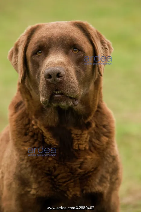  : Dog - Chocolate Labrador