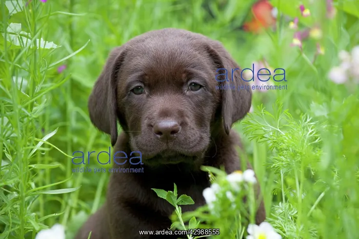 : DOG - Chocolate labrador : DOG - Chocolate labrador