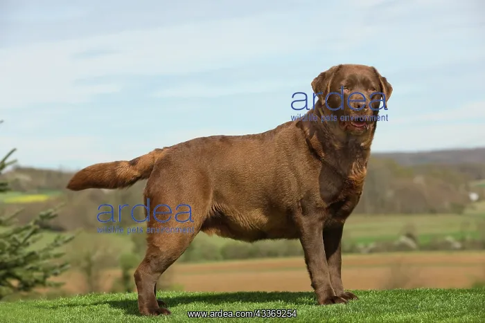 : Dog - Chocolate Labrador : Dog - Chocolate Labrador