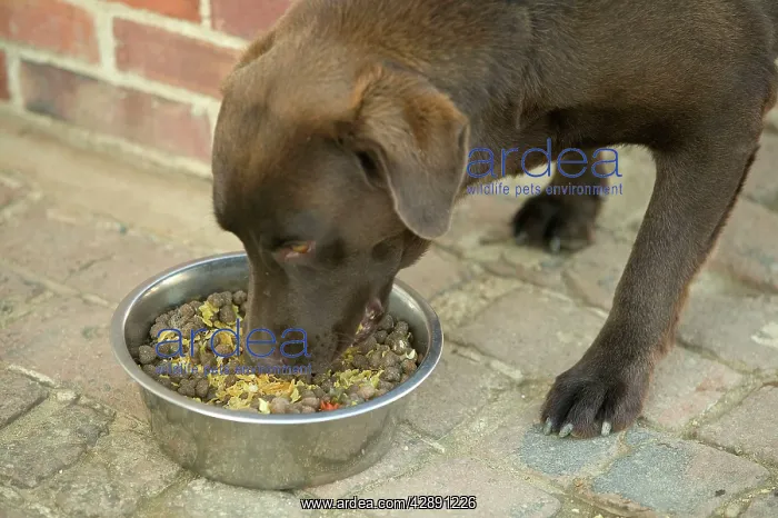 : Dog - Chocolate Labrador - eating semi-moist food from bowl : Dog - Chocolate Labrador - eating semi-moist food from bowl