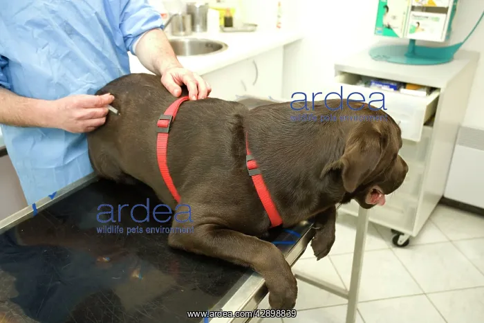 : Dog - Chocolate Labrador being examined by vet : Dog - Chocolate Labrador being examined by vet