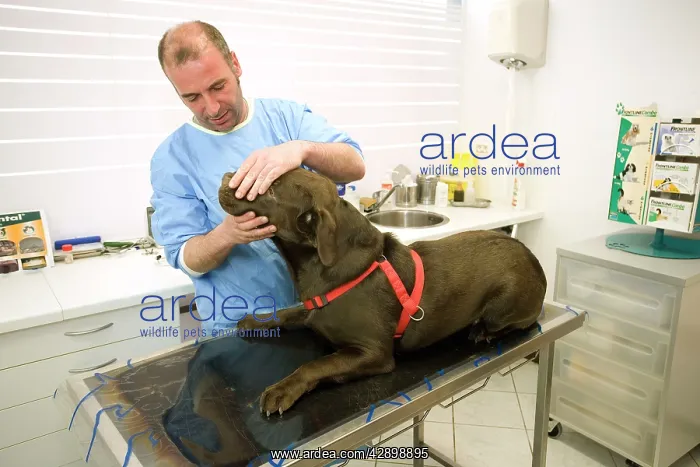 : Dog - Chocolate Labrador being examined by vet : Dog - Chocolate Labrador being examined by vet