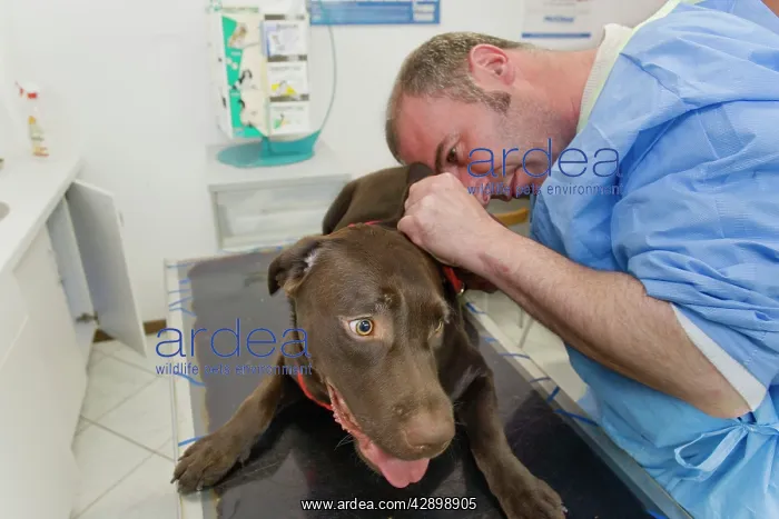  : Dog - Chocolate Labrador being examined by vet