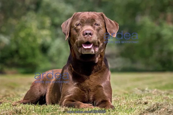 : Dog - Chocolate Labrador - in garden : Dog - Chocolate Labrador - in garden