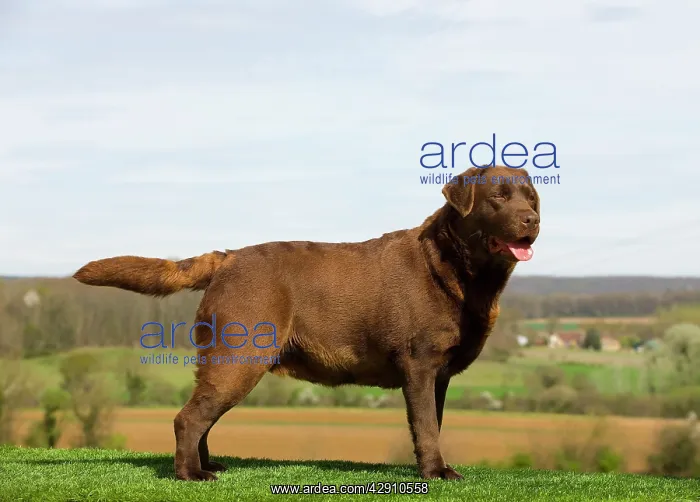  : Dog - Chocolate Labrador outside
