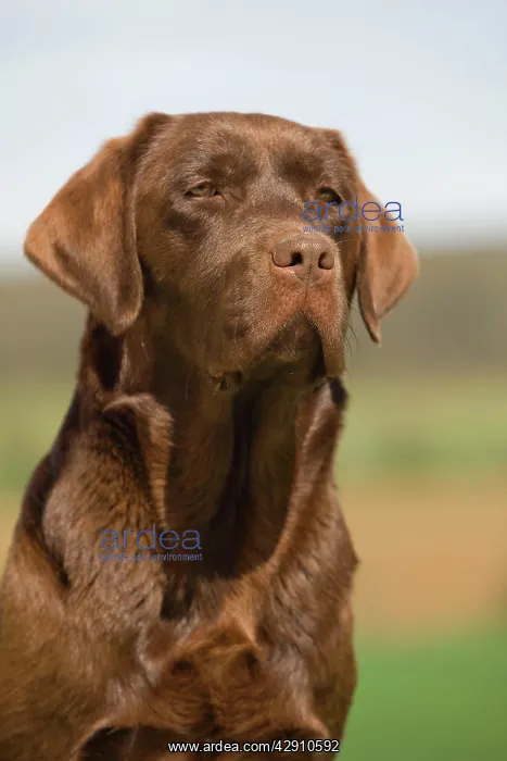  : Dog - Chocolate Labrador outside
