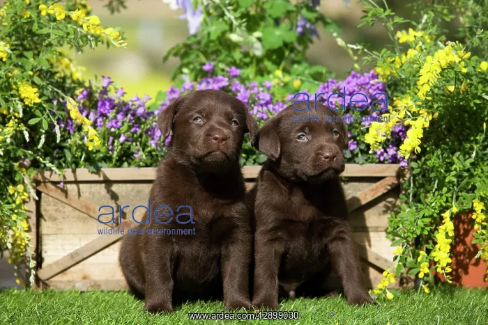  : Dog - Chocolate Labrador puppies