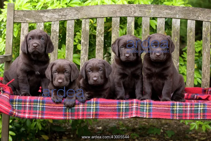 : DOG - Chocolate labrador puppies : DOG - Chocolate labrador puppies