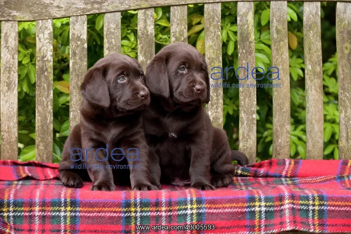 : DOG - Chocolate labrador puppies : DOG - Chocolate labrador puppies
