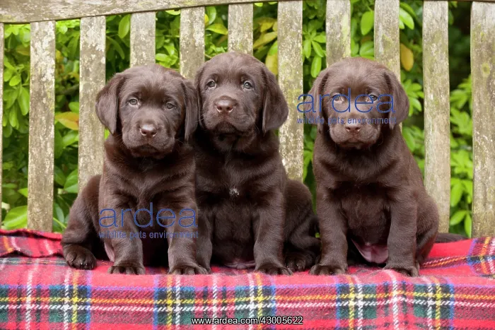 : DOG - Chocolate labrador puppies : DOG - Chocolate labrador puppies