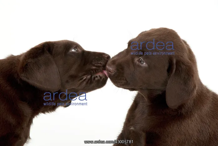 : DOG - Chocolate labrador puppies : DOG - Chocolate labrador puppies