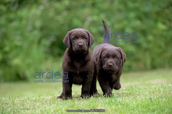 : DOG - Chocolate labrador puppies : DOG - Chocolate labrador puppies