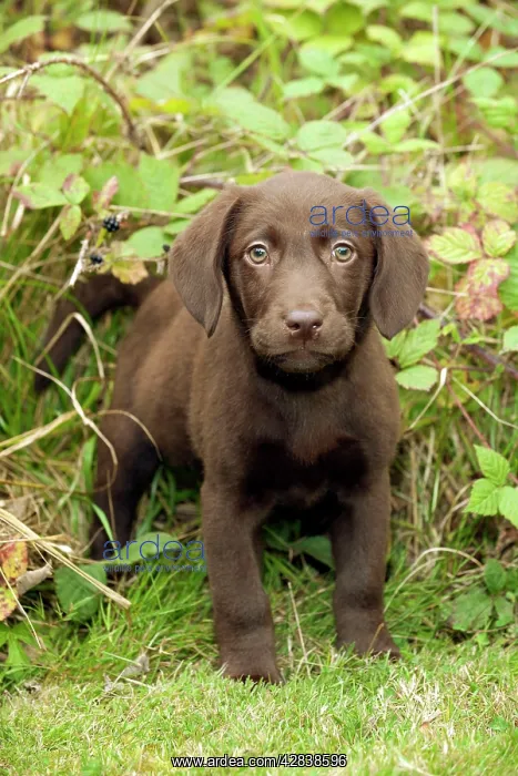 : DOG - Chocolate labrador puppy (13 weeks) : DOG - Chocolate labrador puppy (13 weeks)