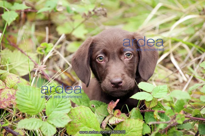  : DOG - Chocolate labrador puppy (13 weeks)