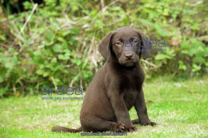 : DOG - Chocolate labrador puppy (13 weeks) : DOG - Chocolate labrador puppy (13 weeks)
