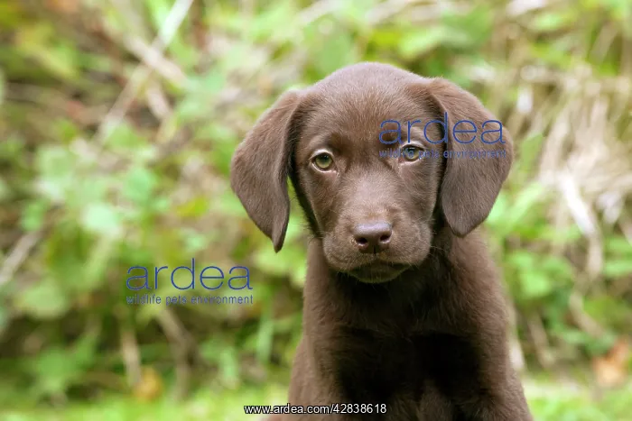 : DOG - Chocolate labrador puppy (13 weeks) : DOG - Chocolate labrador puppy (13 weeks)