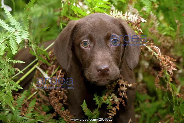  : DOG - Chocolate labrador puppy (13 weeks)