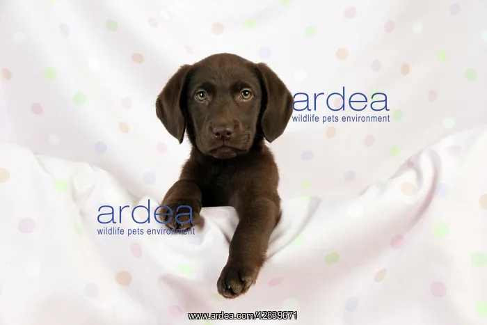  : DOG - Chocolate labrador puppy (13 weeks)