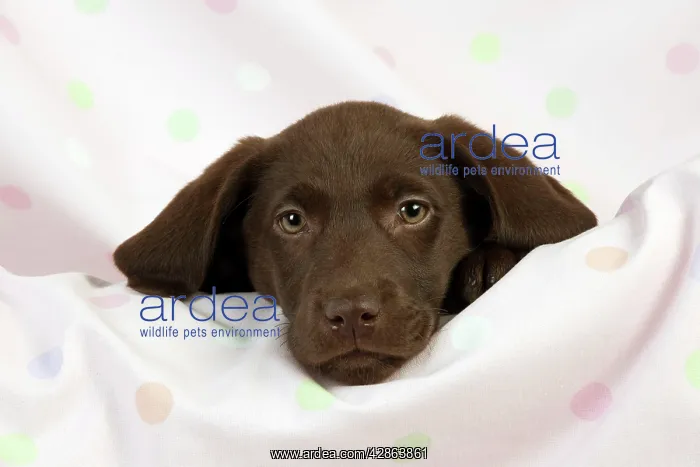  : DOG - Chocolate labrador puppy (13 weeks)
