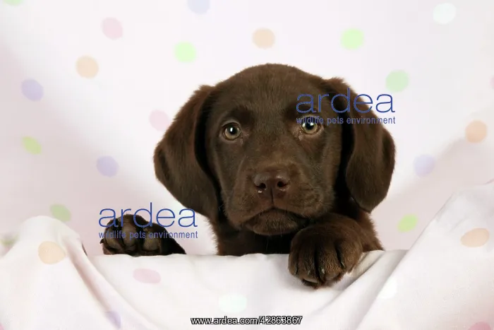  : DOG - Chocolate labrador puppy (13 weeks)