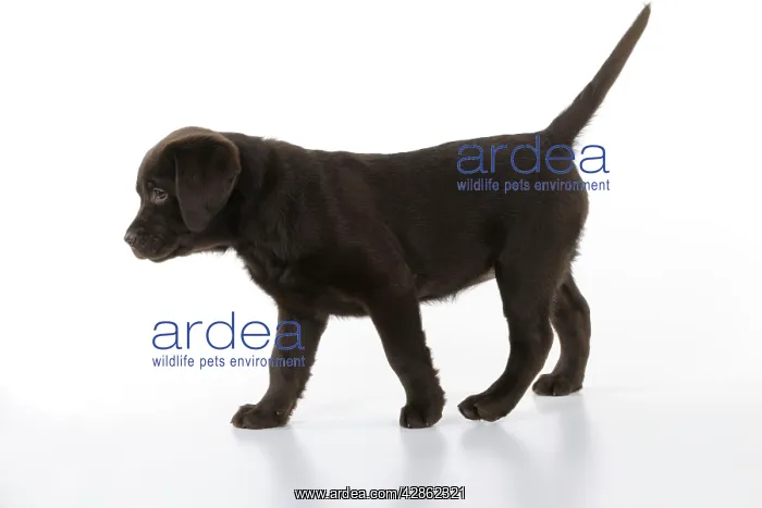 : Dog - Chocolate Labrador puppy : Dog - Chocolate Labrador puppy