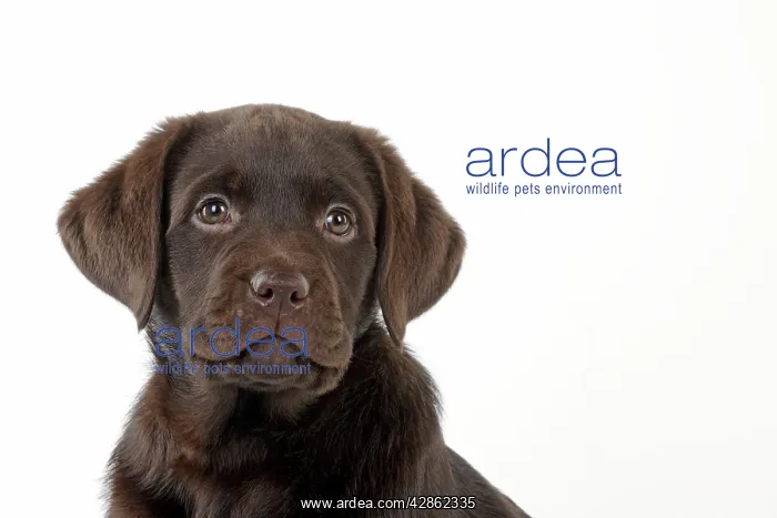 : Dog - Chocolate Labrador puppy : Dog - Chocolate Labrador puppy
