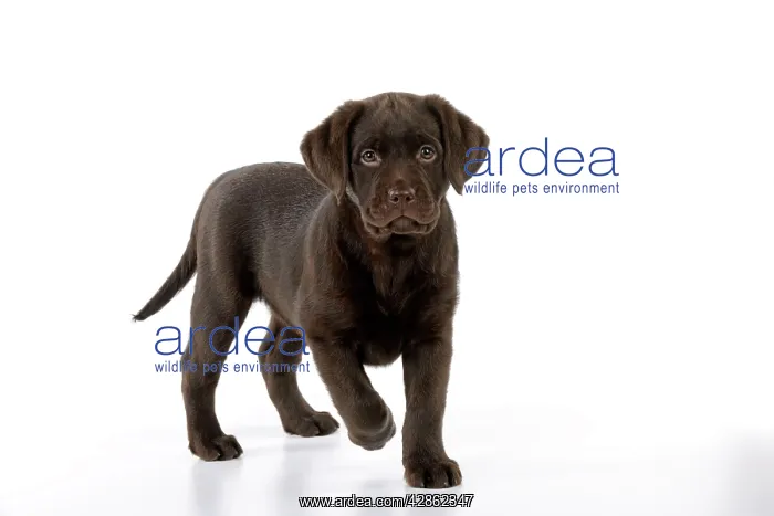 : Dog - Chocolate Labrador puppy : Dog - Chocolate Labrador puppy