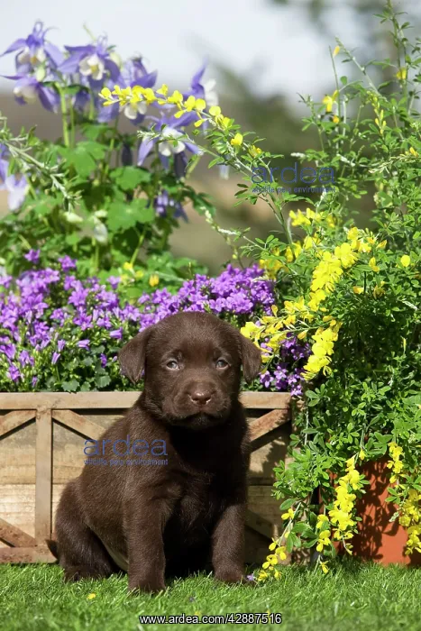  : Dog - Chocolate Labrador puppy