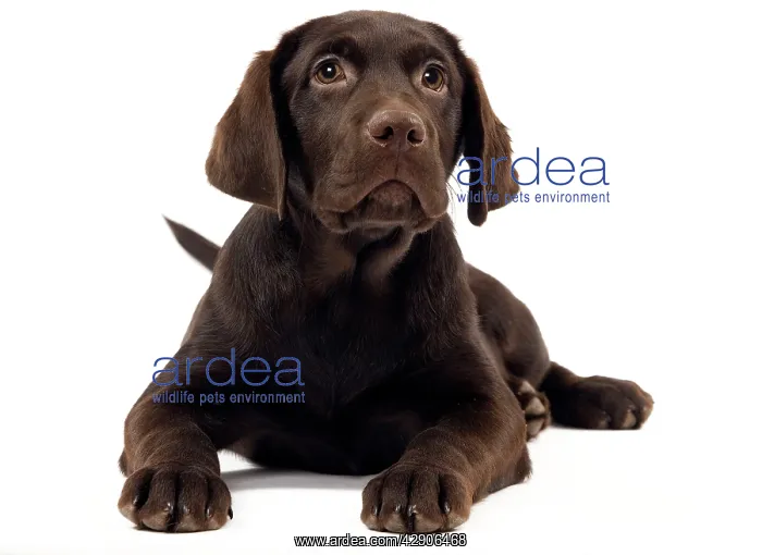  : Dog - Chocolate labrador puppy