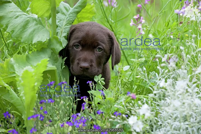 : DOG - Chocolate labrador puppy : DOG - Chocolate labrador puppy