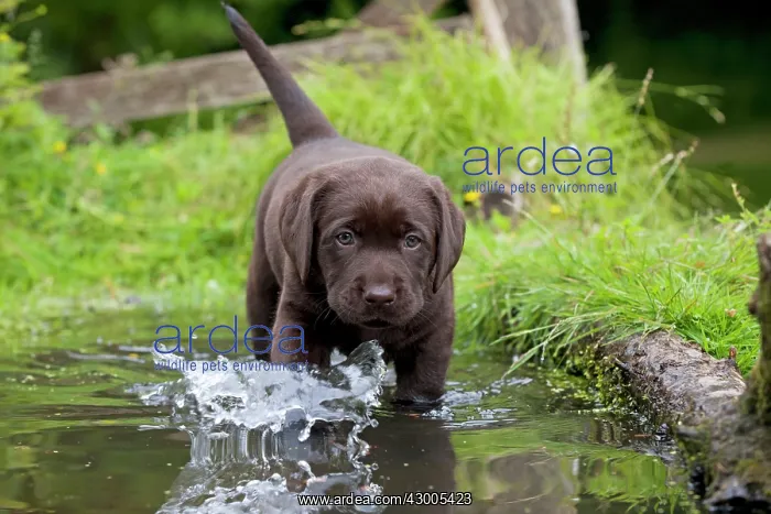 : DOG - Chocolate labrador puppy : DOG - Chocolate labrador puppy
