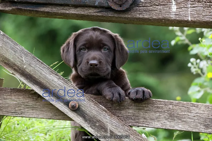 : DOG - Chocolate labrador puppy : DOG - Chocolate labrador puppy