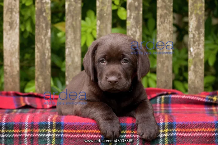 : DOG - Chocolate labrador puppy : DOG - Chocolate labrador puppy