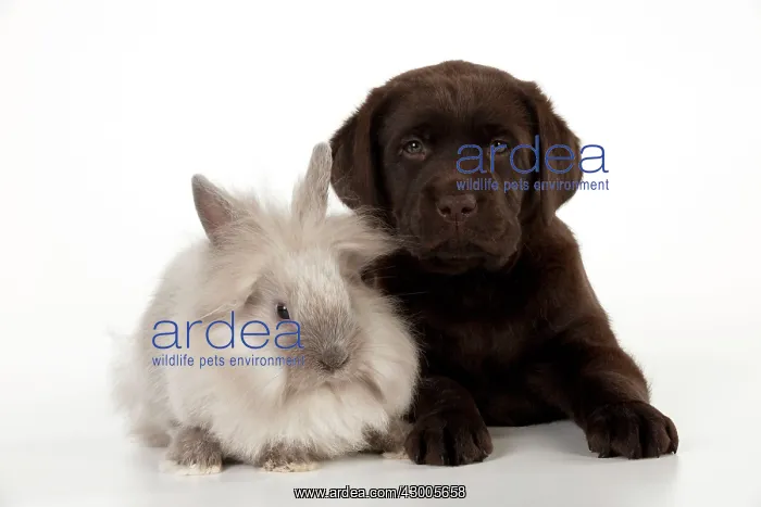 : DOG - Chocolate labrador puppy : DOG - Chocolate labrador puppy