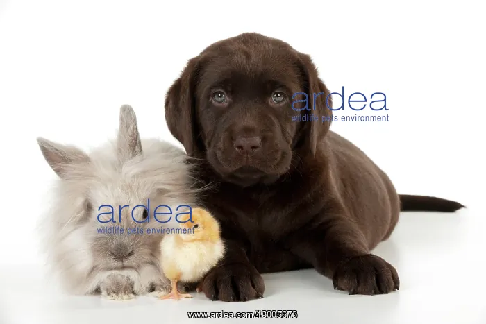 : DOG - Chocolate labrador puppy : DOG - Chocolate labrador puppy