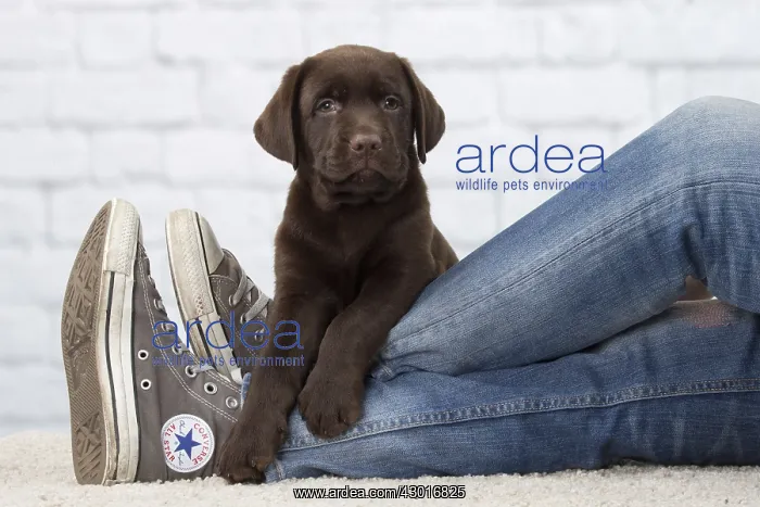  : Dog Chocolate Labrador puppy
