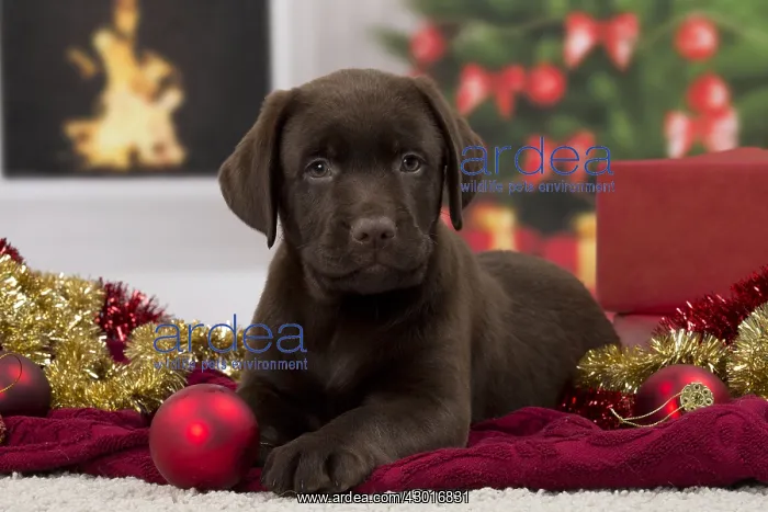 : Dog Chocolate Labrador puppy : Dog Chocolate Labrador puppy