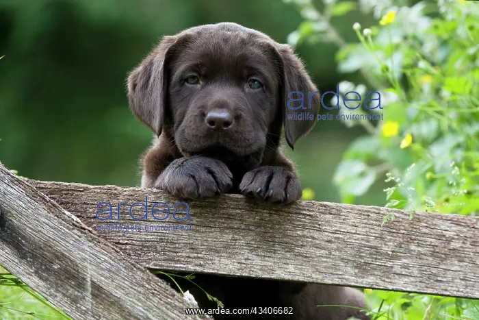: DOG - Chocolate labrador puppy : DOG - Chocolate labrador puppy