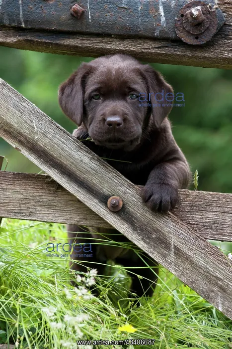 : DOG - Chocolate labrador puppy : DOG - Chocolate labrador puppy