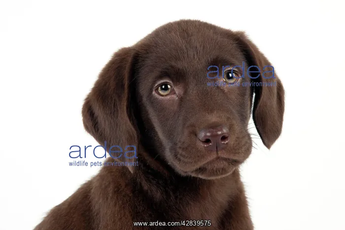 : DOG - Chocolate labrador puppy (head shot) (13 weeks) : DOG - Chocolate labrador puppy (head shot) (13 weeks)