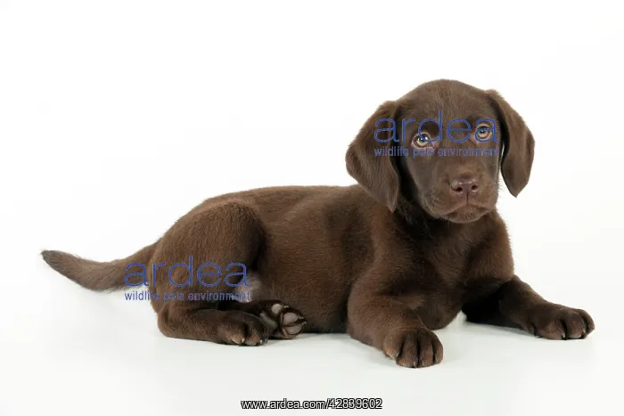 : DOG - Chocolate labrador puppy laying down (13 weeks) : DOG - Chocolate labrador puppy laying down (13 weeks)
