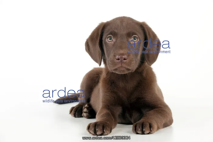 : DOG - Chocolate labrador puppy laying down (13 weeks) : DOG - Chocolate labrador puppy laying down (13 weeks)