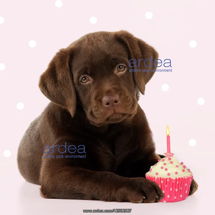 : DOG - Chocolate Labrador puppy laying down with cup cake : DOG - Chocolate Labrador puppy laying down with cup cake
