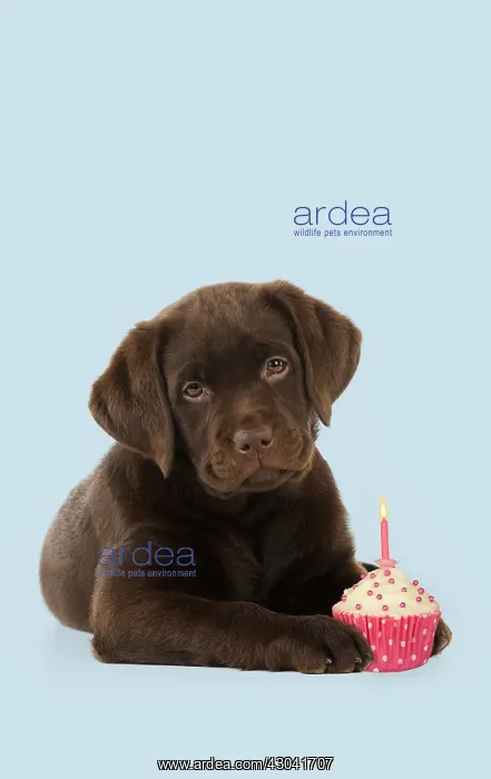 : DOG - Chocolate Labrador puppy laying down with cup cake : DOG - Chocolate Labrador puppy laying down with cup cake