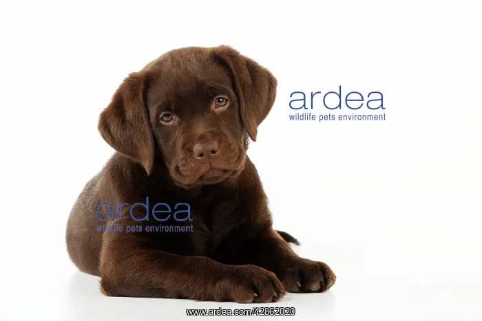 : DOG. Chocolate Labrador puppy lying down : DOG. Chocolate Labrador puppy lying down